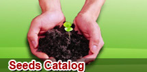 Hot products in Seeds Catalog